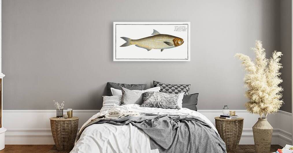 Herring of Malabar Clupea malabarica by IStockHistory com