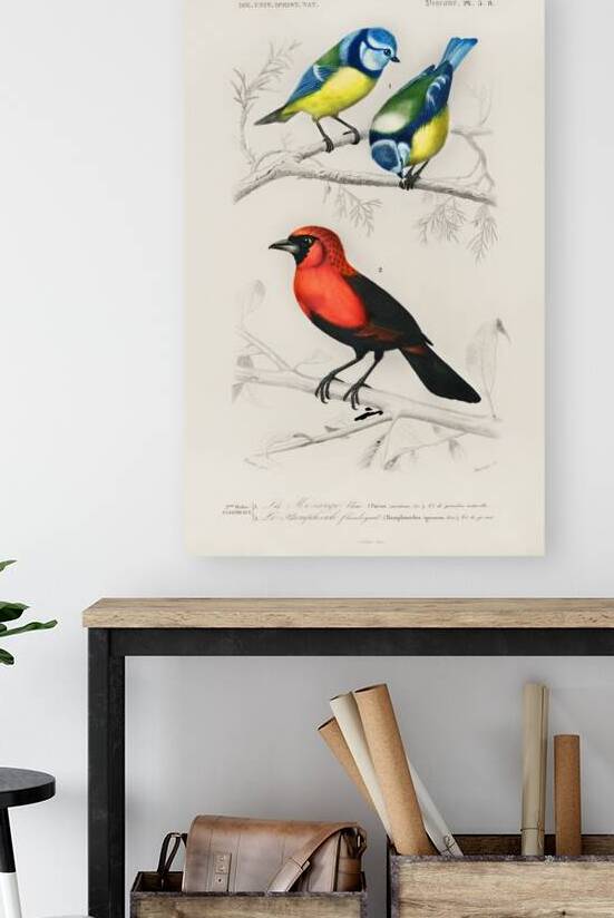 Different types of birds by IStockHistory com