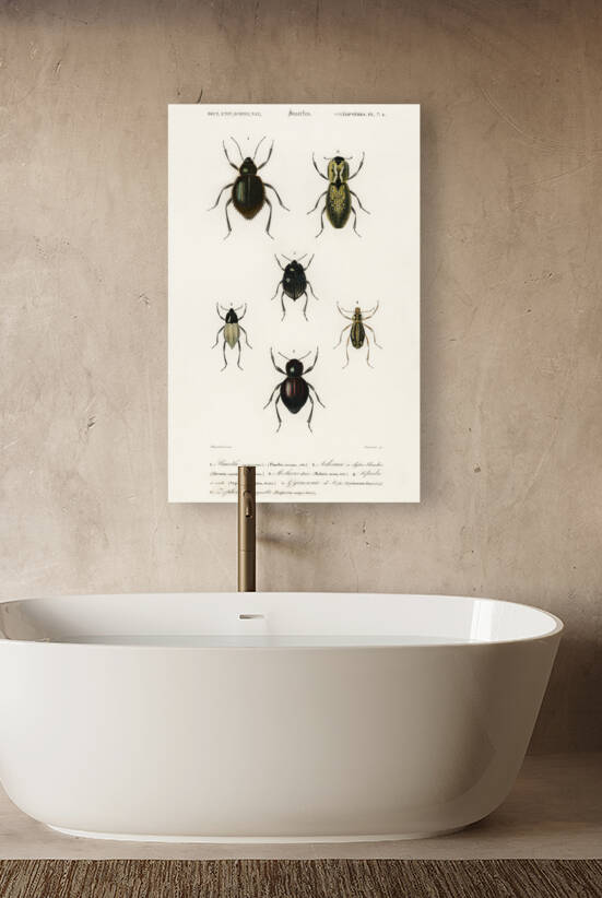 Different types of beetles by IStockHistory com