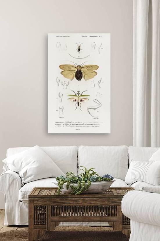Different types of insects by IStockHistory com
