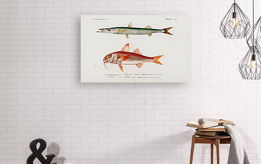 Different types of fishes by IStockHistory com