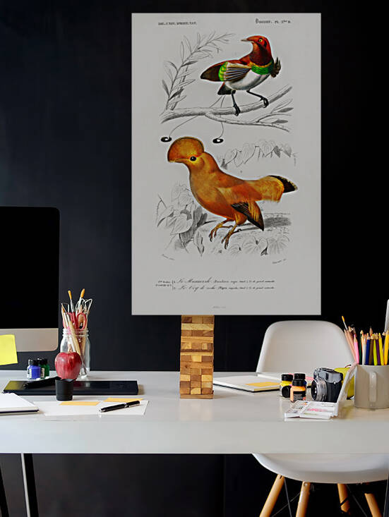 Different types of birds by IStockHistory com