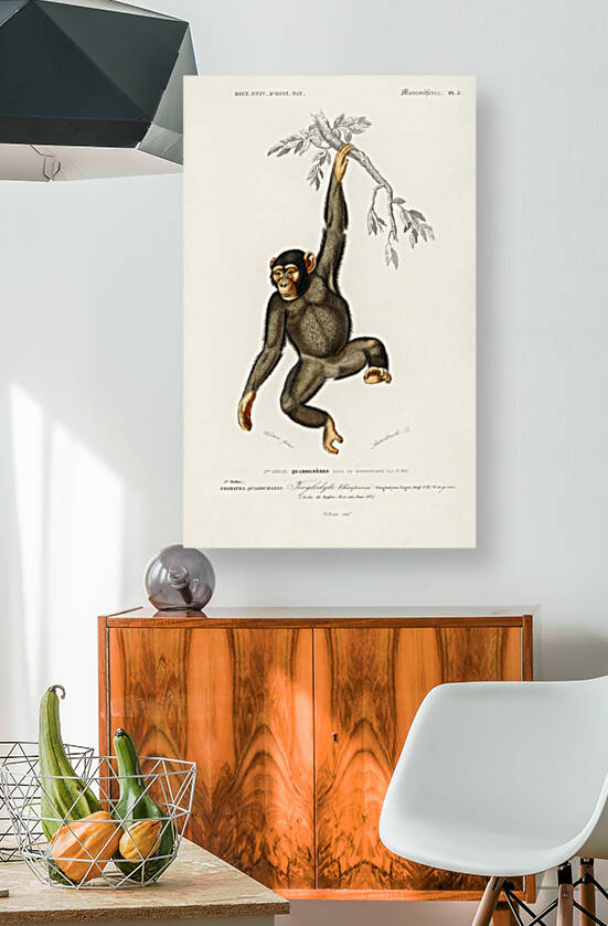 Vintage monkey poster by IStockHistory com