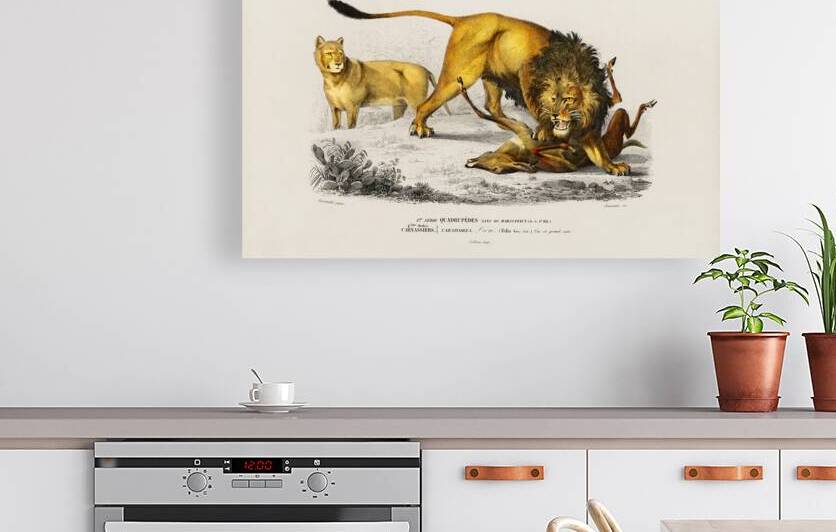 Lion Panthera Leo by IStockHistory com