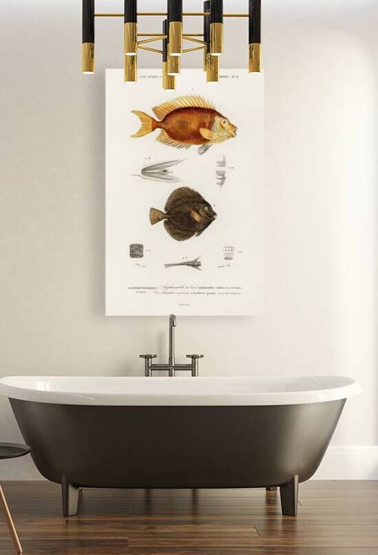 Different types of fishes by IStockHistory com