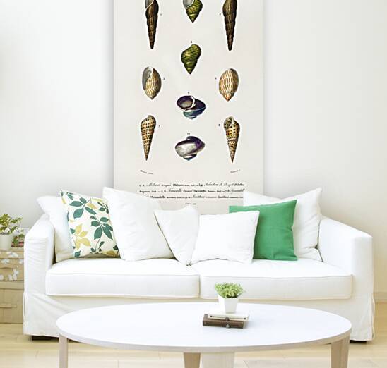 Different types of mollusks by IStockHistory com