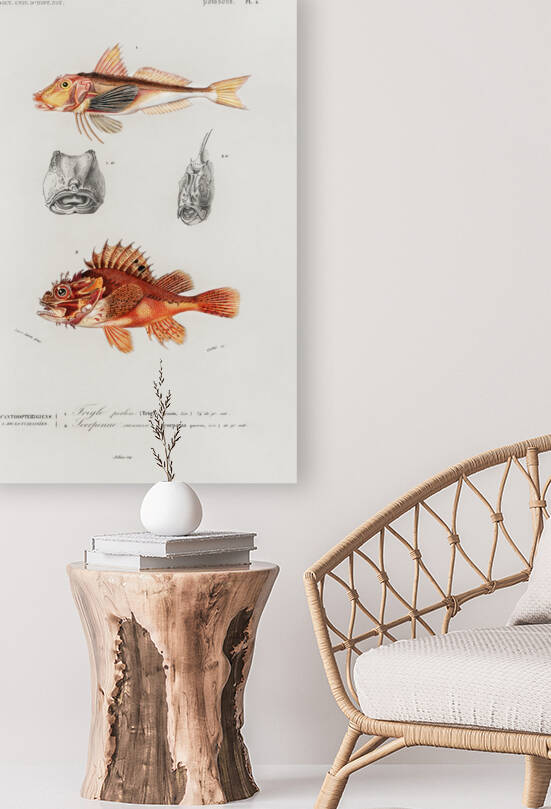 Different types of fishes by IStockHistory com