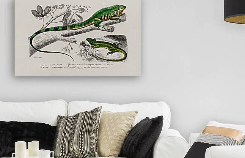 Different types of mollusks by IStockHistory com