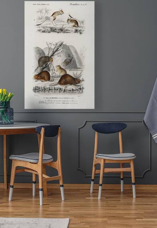 Beaver Castor and Jerboa Dipus by IStockHistory com