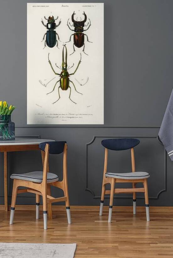 Different types of beetles by IStockHistory com
