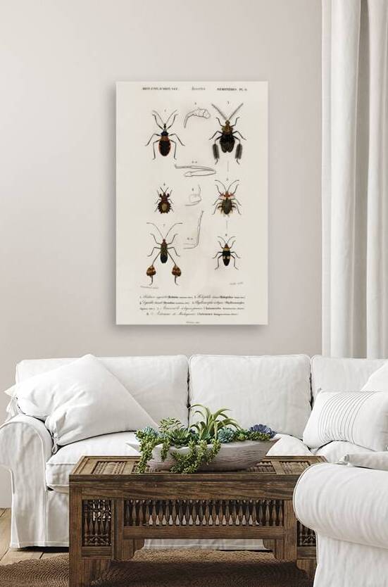 Different types of insects by IStockHistory com