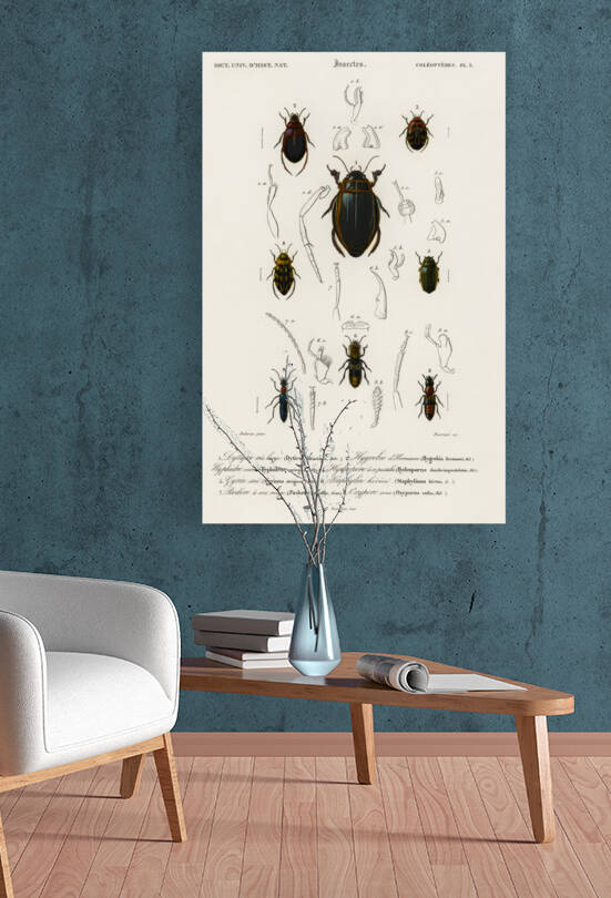 Different types of beetles by IStockHistory com