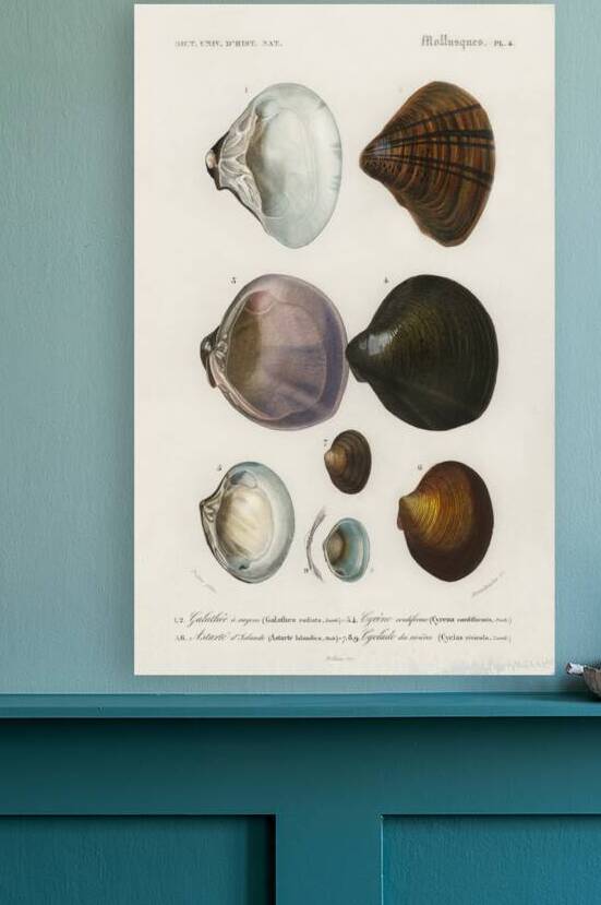 ictionnaire Universel D histoire Naturelle D Orbi 1694477462.2014 by IStockHistory com