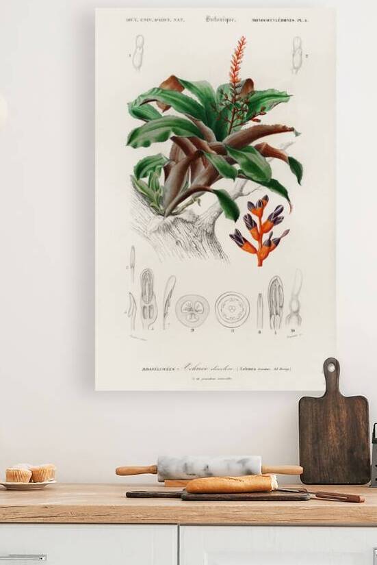 Bromeliad Aechmea discolor by IStockHistory com