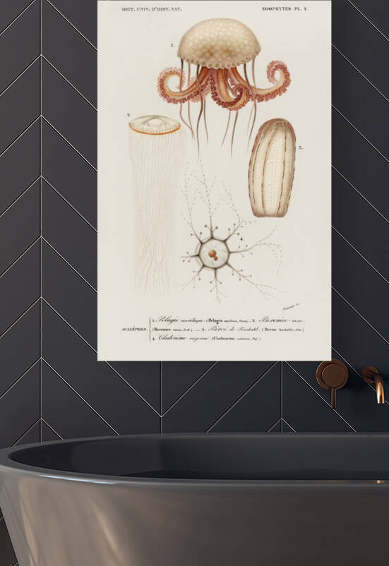 Different types of marine life by IStockHistory com