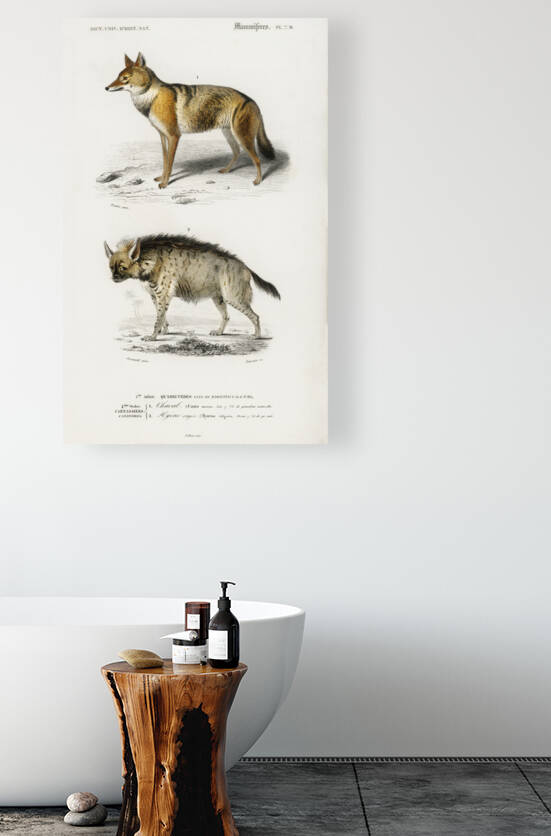 Golden Jackal Canis Aureus and Striped hyena Hyene rayee by IStockHistory com