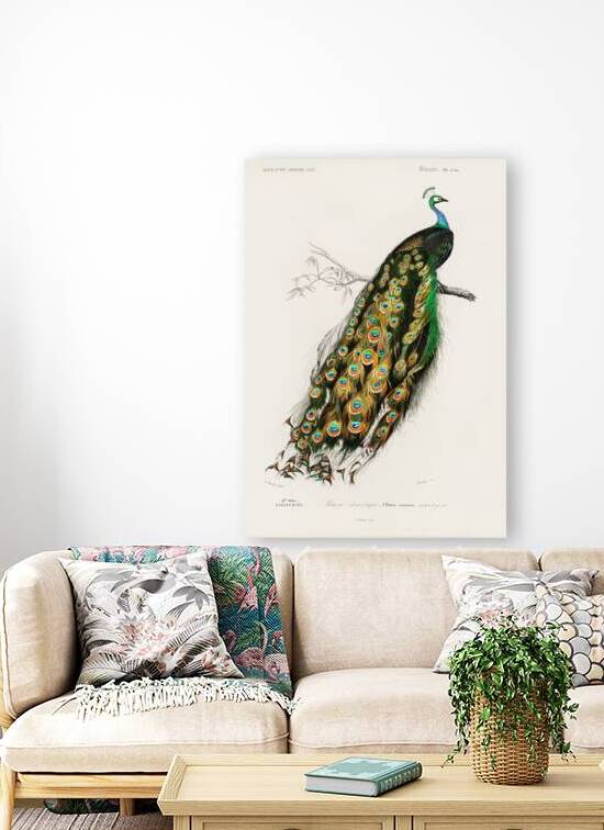 Indian peafowl bird by IStockHistory com