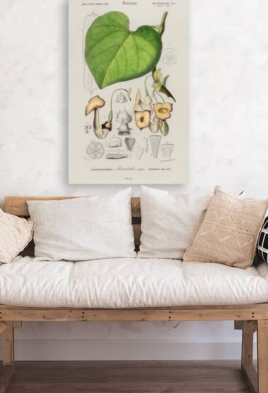 Pipevine by IStockHistory com