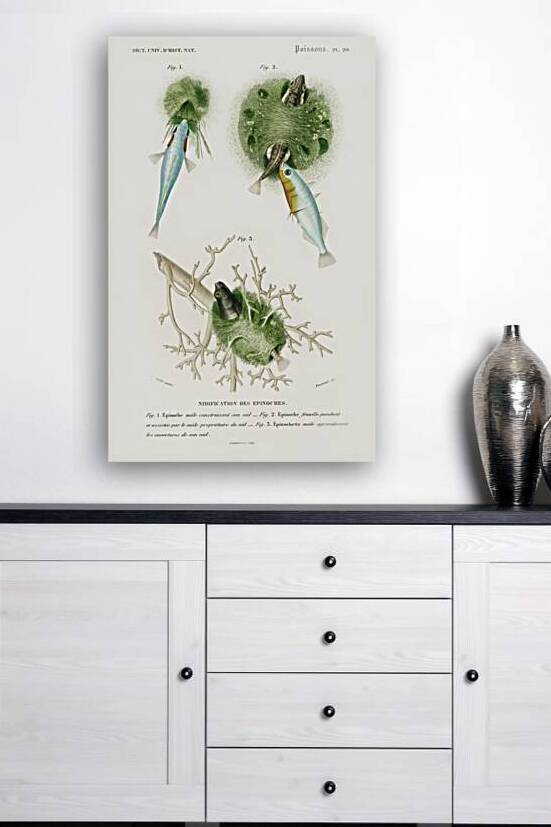 Gasterosteus Aculeatus by IStockHistory com