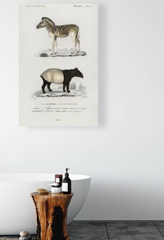 Malayan Tapir Equus Montanus and Mountain Zebra Dauw by IStockHistory com