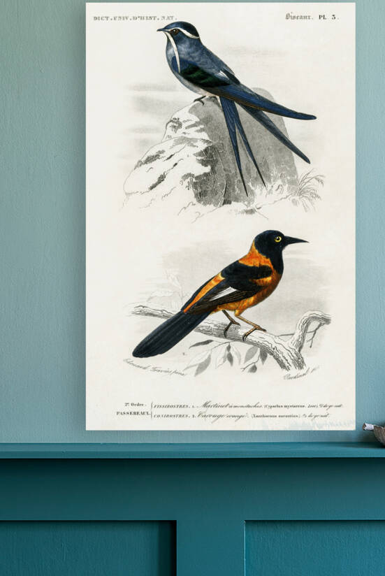 Different types of birds by IStockHistory com