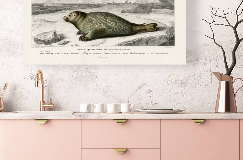 Phoca by IStockHistory com