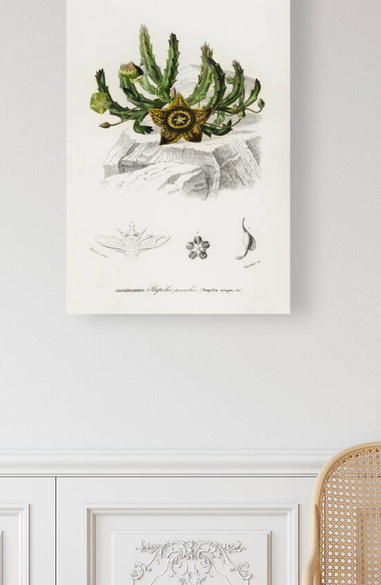 Carrion-flower Stapelia variegata by IStockHistory com