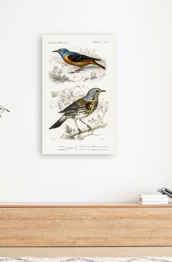 Different types of birds by IStockHistory com