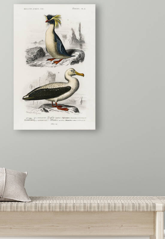 Different types of birds by IStockHistory com