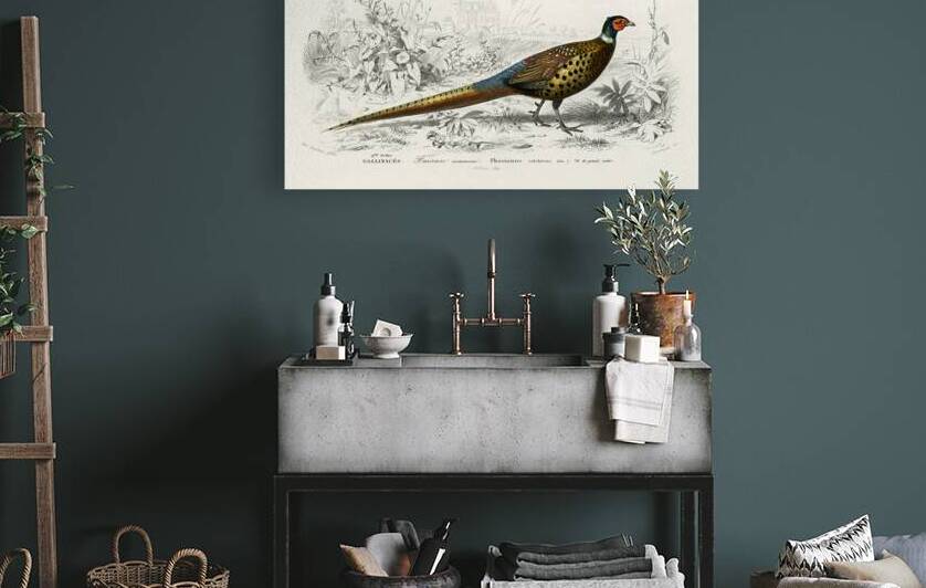 Ring-neckrd pheasant Phasianus colchicus by IStockHistory com