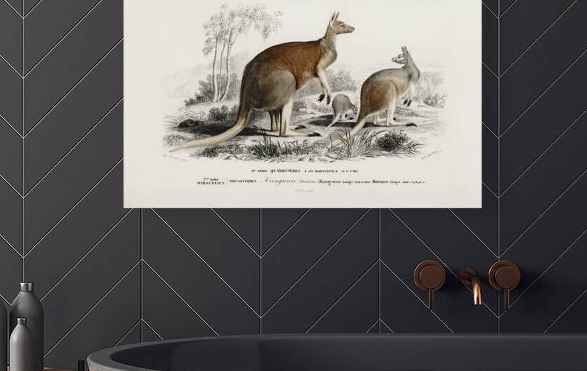 The red kangaroo Macropus rufus by IStockHistory com