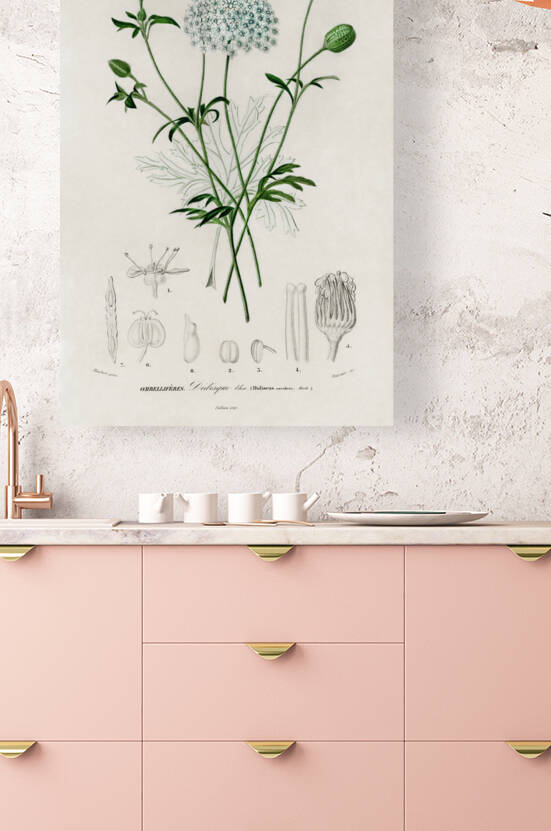 ictionnaire Universel D histoire Naturelle D Orbi 1694478892.938 by IStockHistory com