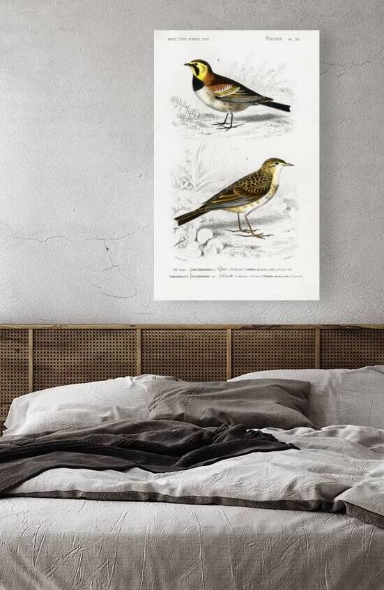 Different types of birds by IStockHistory com