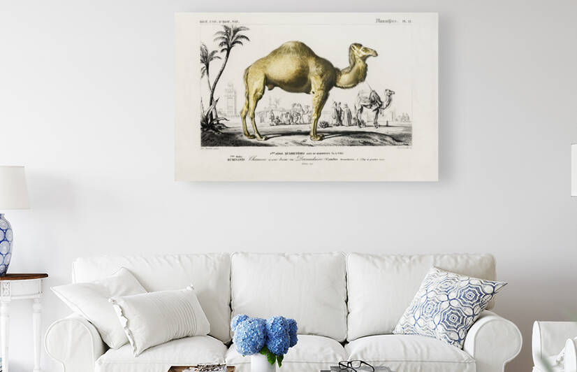 Camel Camelus by IStockHistory com