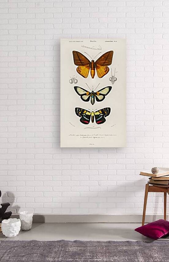 Collection of moths by IStockHistory com