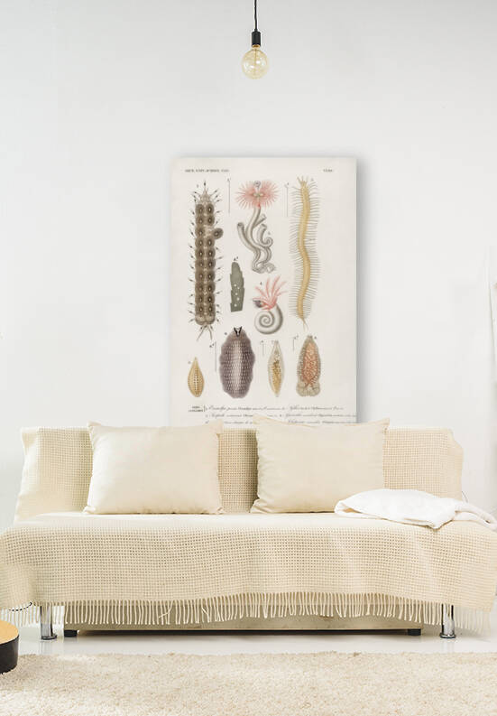 Different types of marine life by IStockHistory com