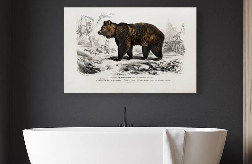 Brown Bear Ursus Arctos by IStockHistory com