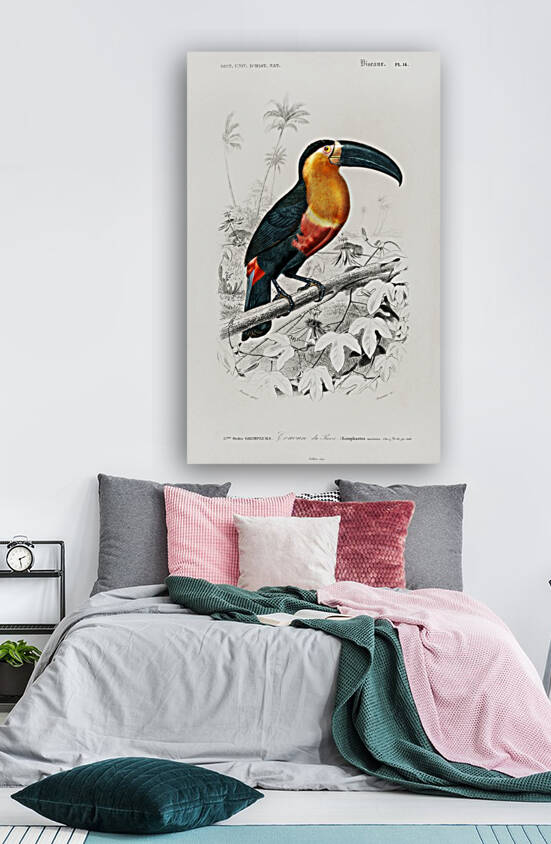 Toucan bird by IStockHistory com