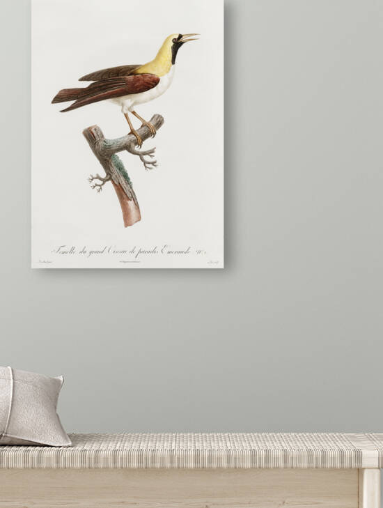 Emperor bird-of-paradise female  by IStockHistory com