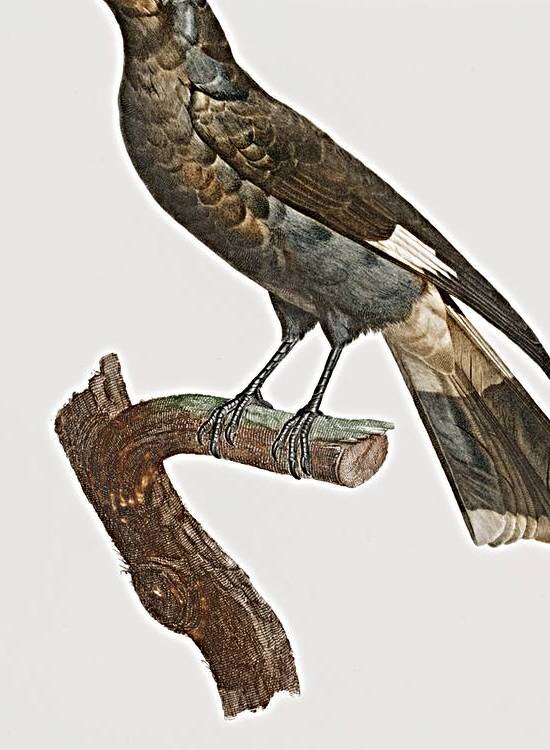 Curl-crested Manucode  by IStockHistory com