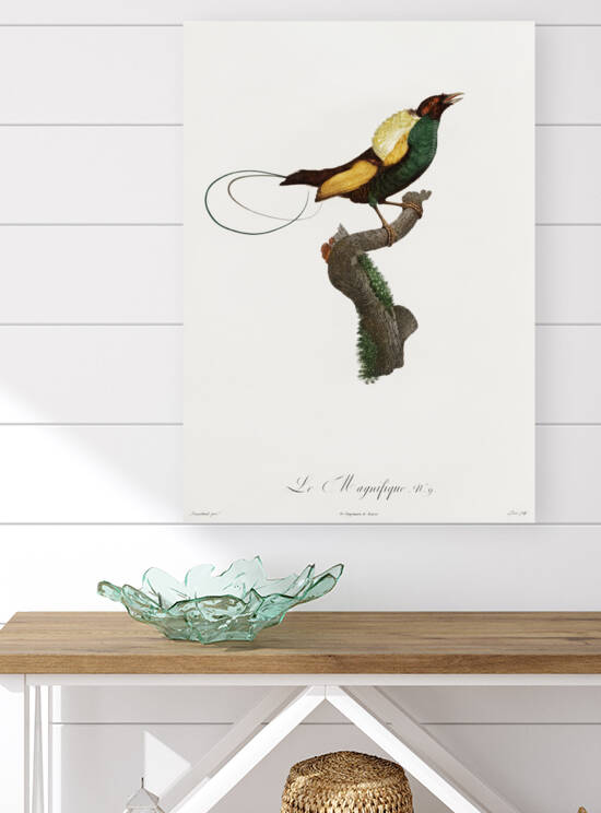 Curl-crested Manucode  by IStockHistory com