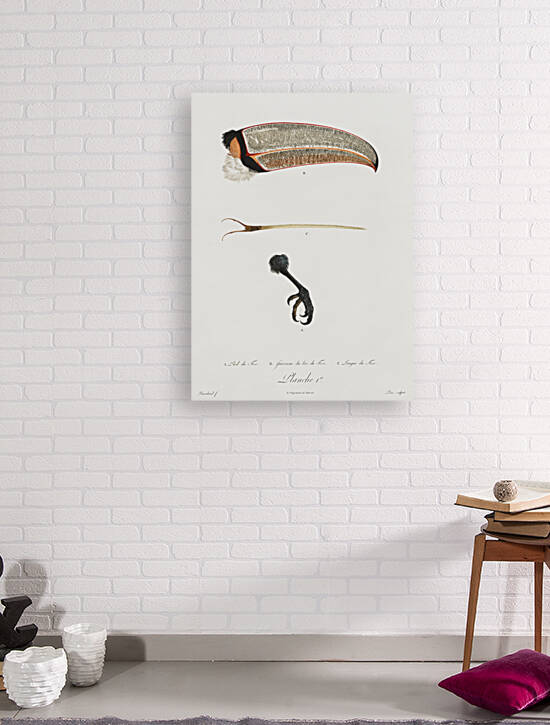 Toco foot beak and tongue  by IStockHistory com