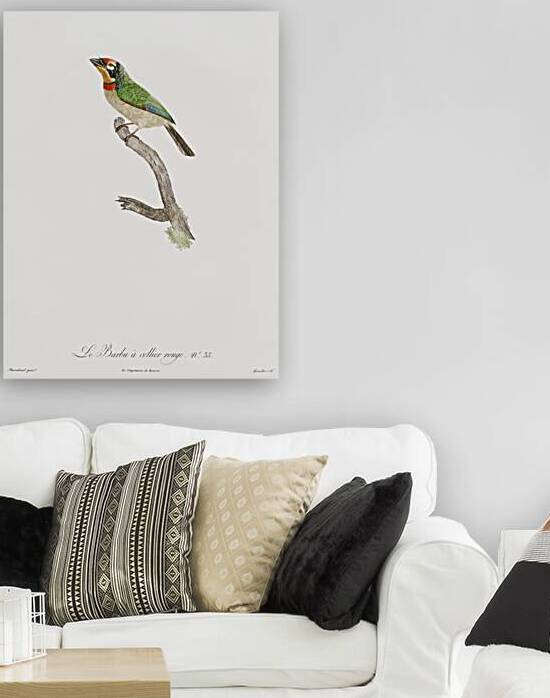 Black-collared barbet  by IStockHistory com