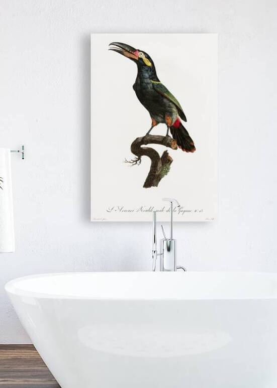 Black-necked Aracari  by IStockHistory com