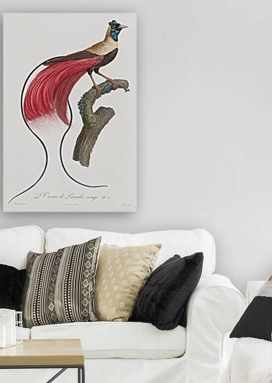 Red bird of paradise  by IStockHistory com