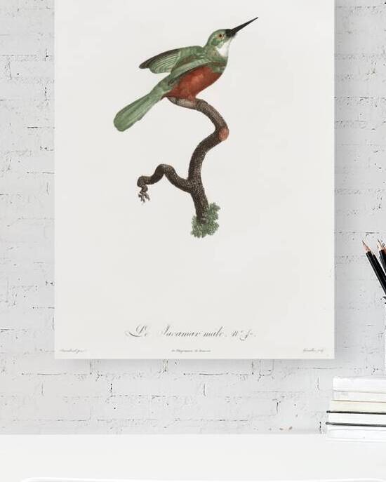 Green-tailed Jacamarmale  by IStockHistory com