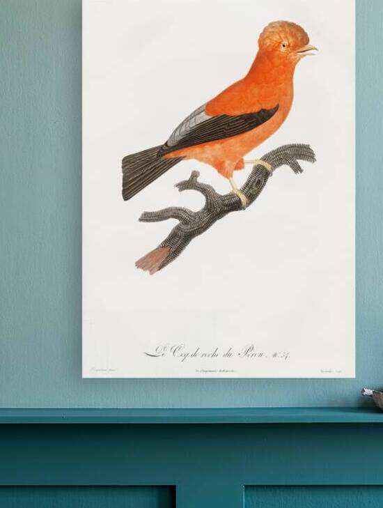 Andean cock-of-the-rock by IStockHistory com