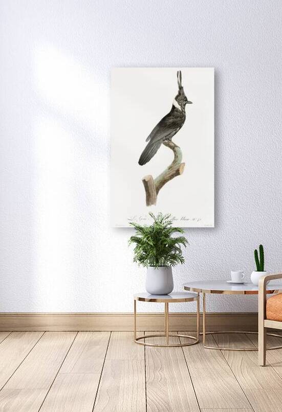 Black Jay with White Colla by IStockHistory com