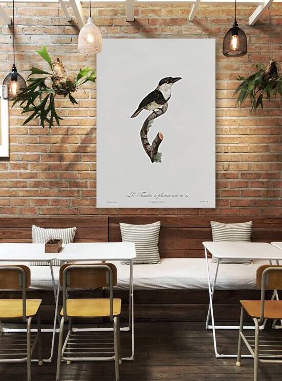 Black-billed Tamatia  by IStockHistory com