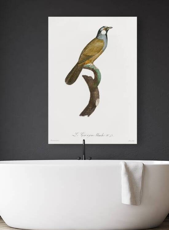 White-cheeked Jay  by IStockHistory com